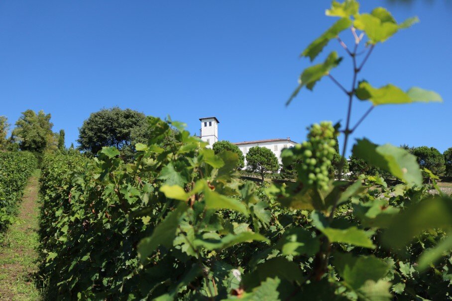 Panoramica Vigneti Castello degli Angeli Location matrimonio immersa tra i vigneti